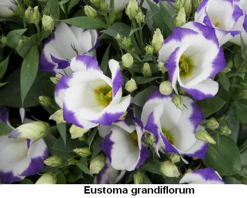 Eustoma grandiflorum.jpg